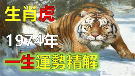 49歲運勢|1974年屬虎人必看！49歲運勢大揭秘！事業、財富、感情、健康。